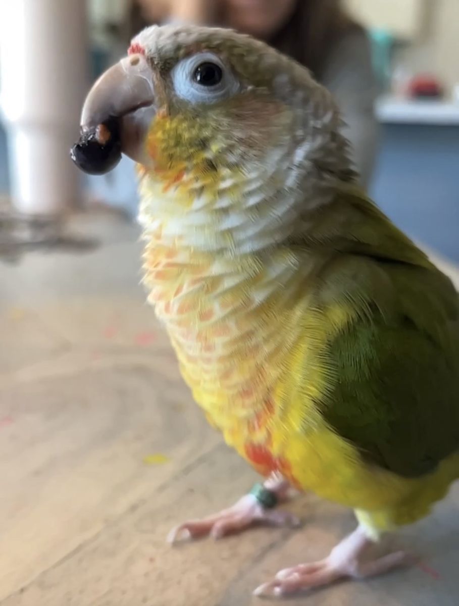 Pineapple green cheek conure