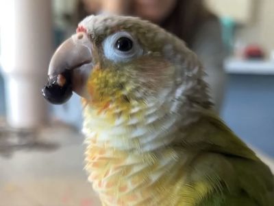 Pineapple green cheek conure