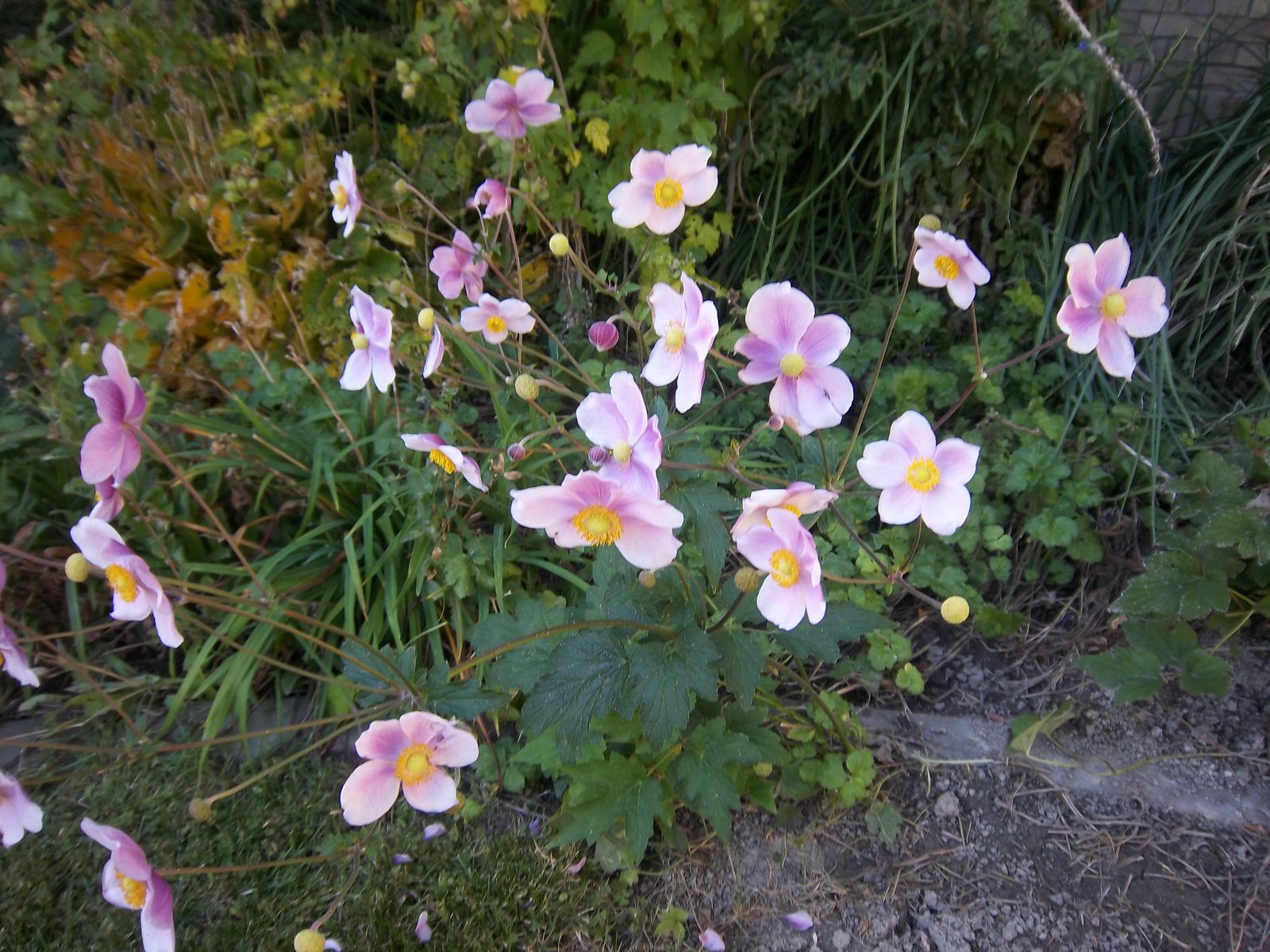 Japanese Anemone