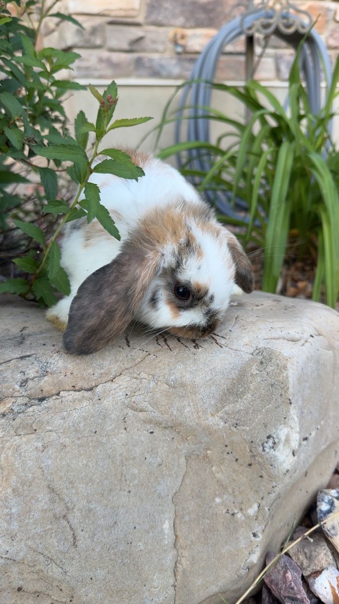 6 month holland lop