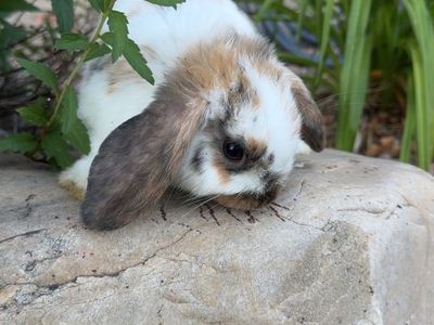 6 month holland lop