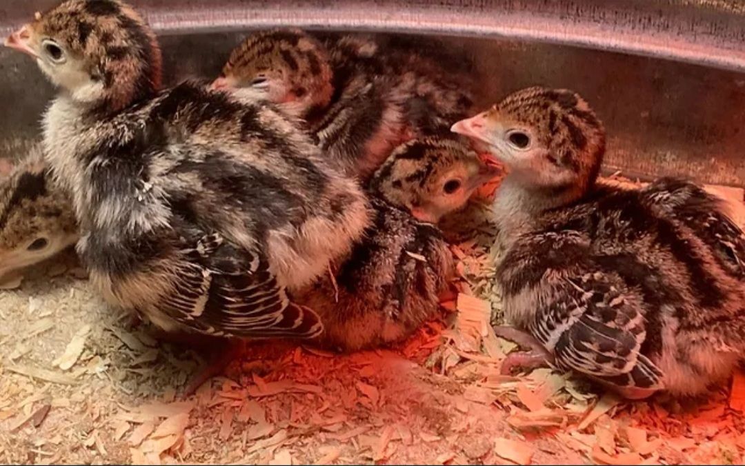 Turkey poults