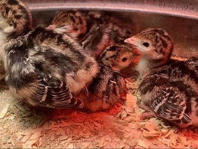 Turkey poults