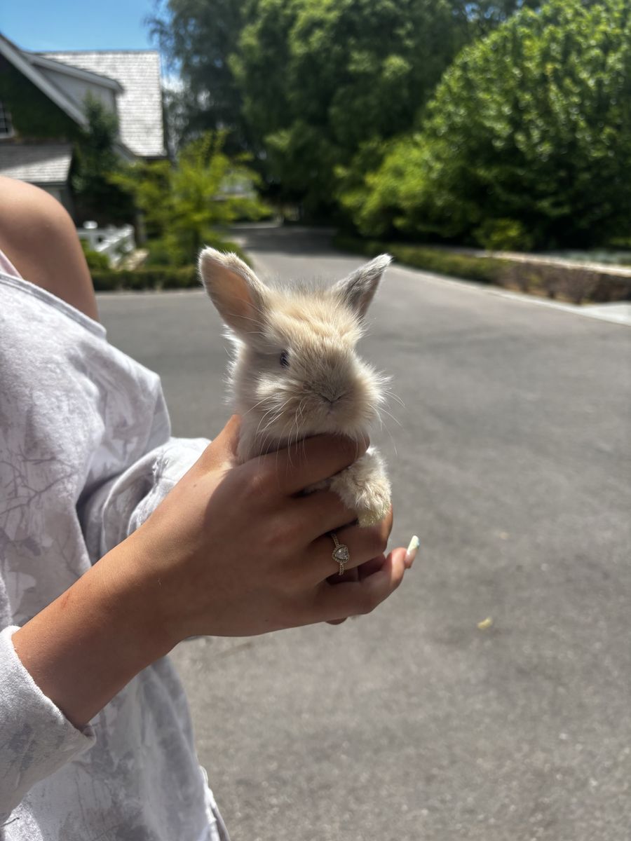 Baby Bunnies