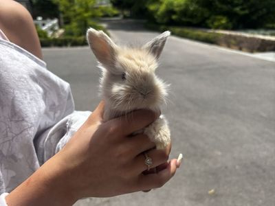 Baby Bunnies