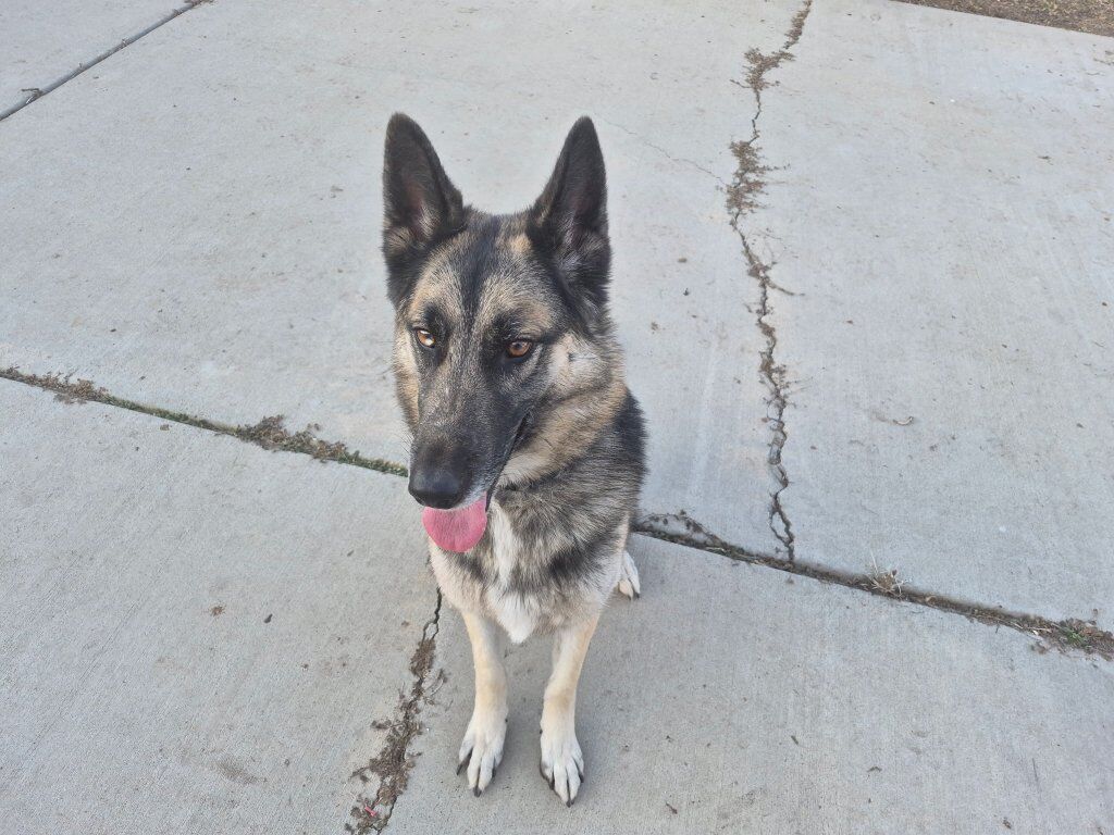 I have 3 girls for sale