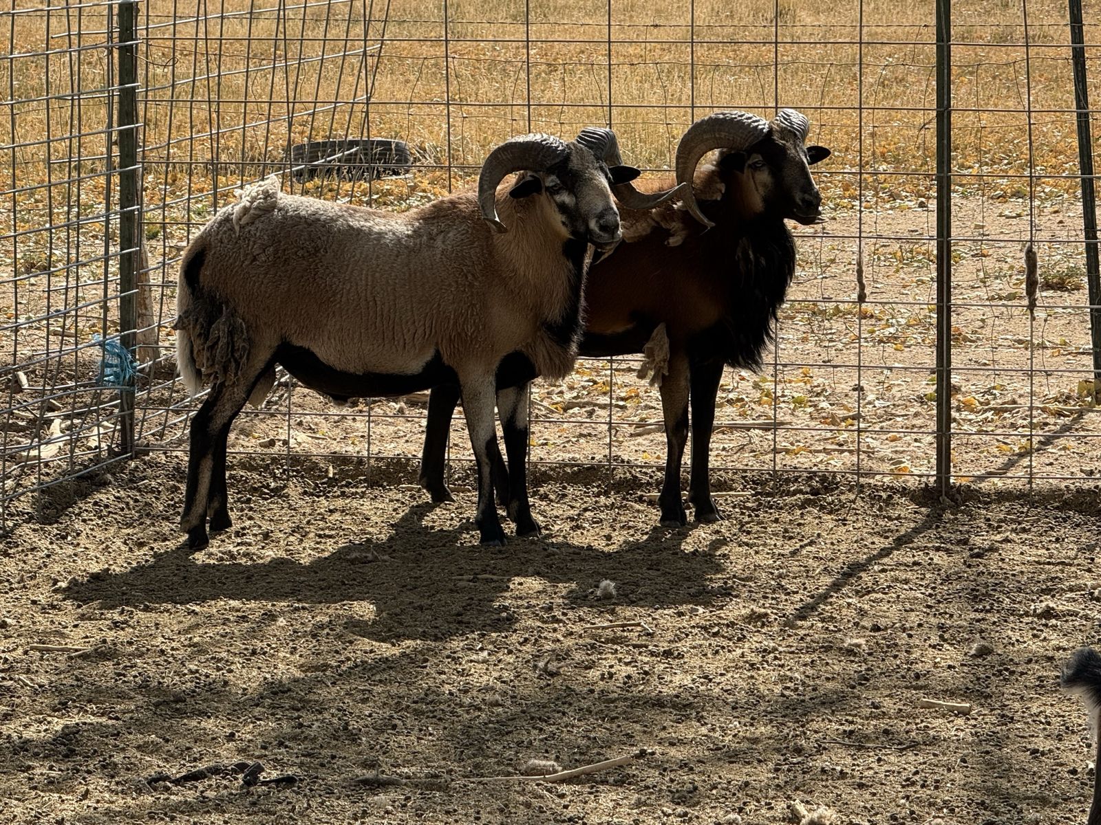 2 black belly rams 