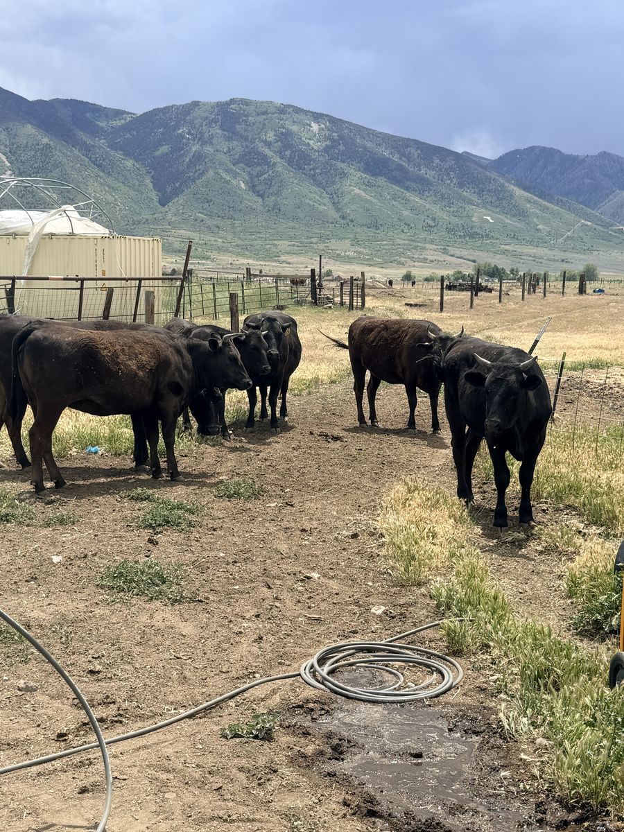 Wagyu steers