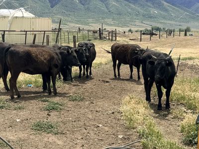 Wagyu steers