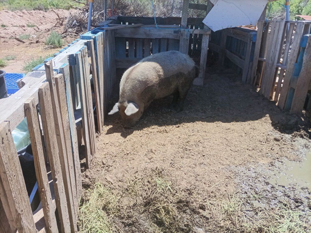 Large Adult Pig for Sale
