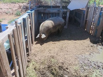 Large Adult Pig for Sale