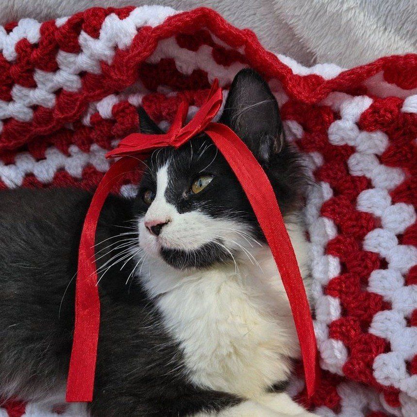Darling Kittens!