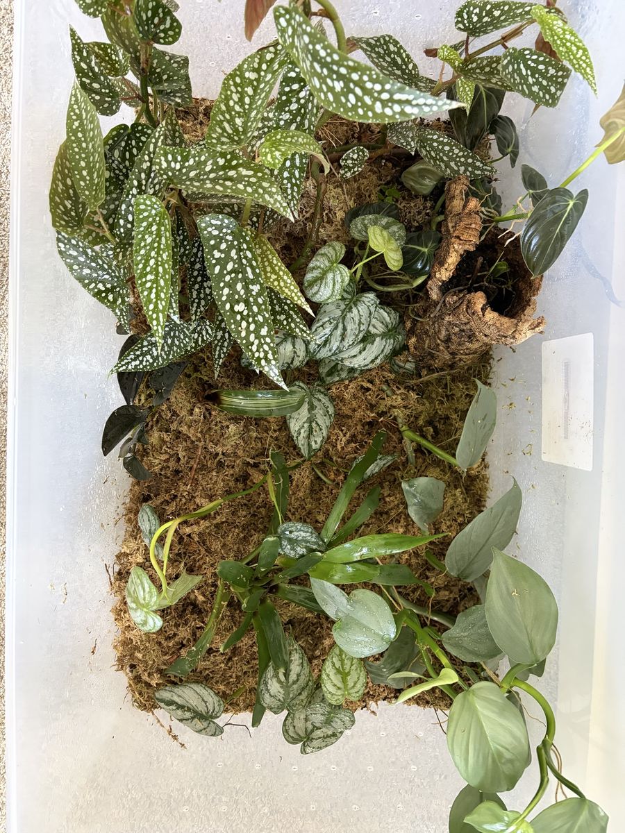 Terrarium Plant Cuttings