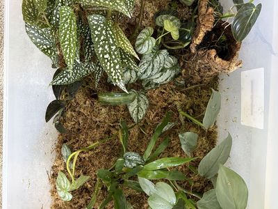 Terrarium Plant Cuttings