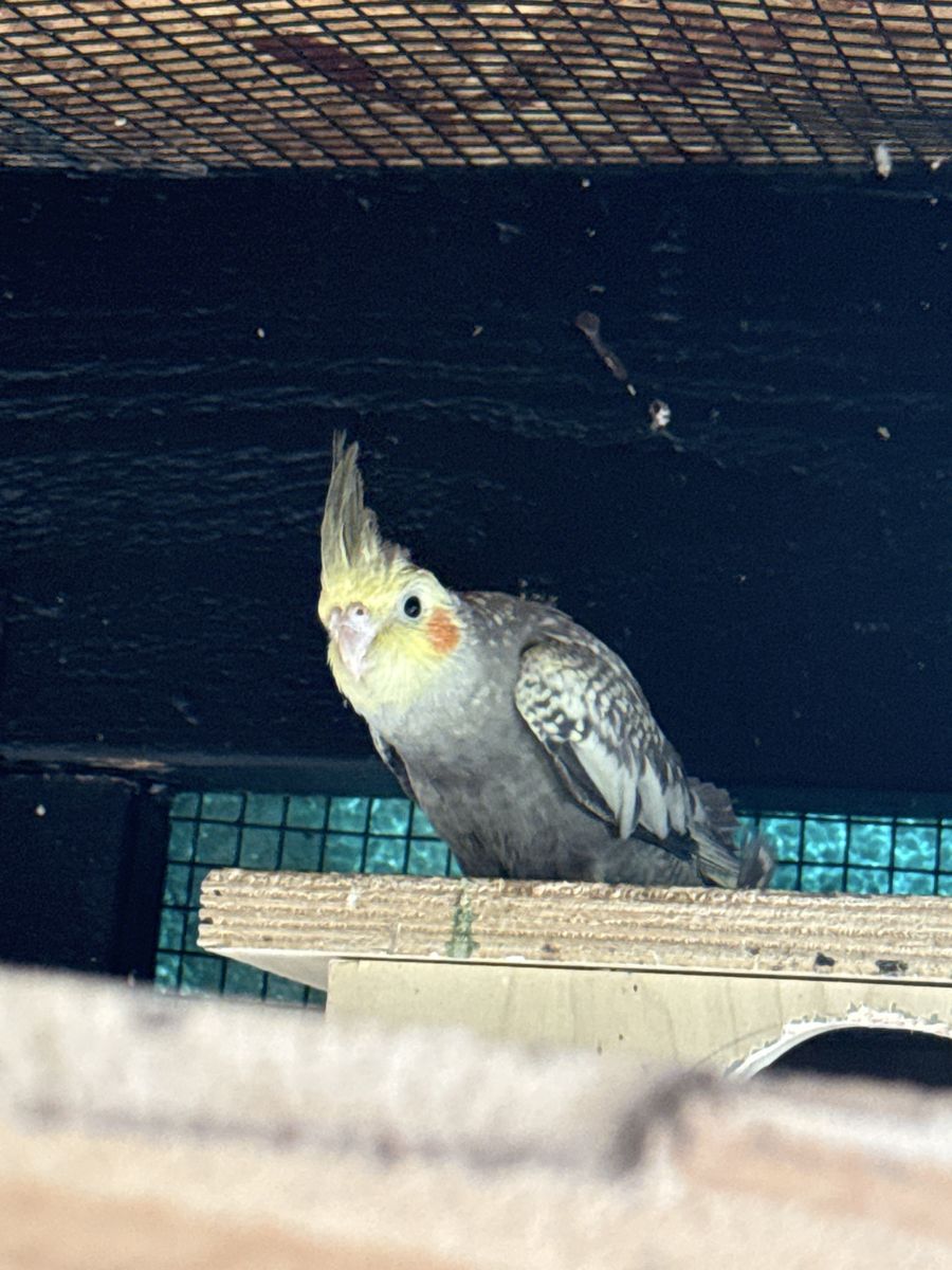 Cockatiel