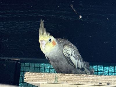 Cockatiel
