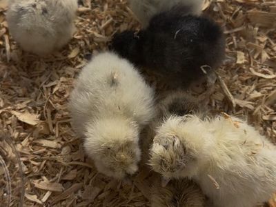 Silkie chicks available - Straight Run