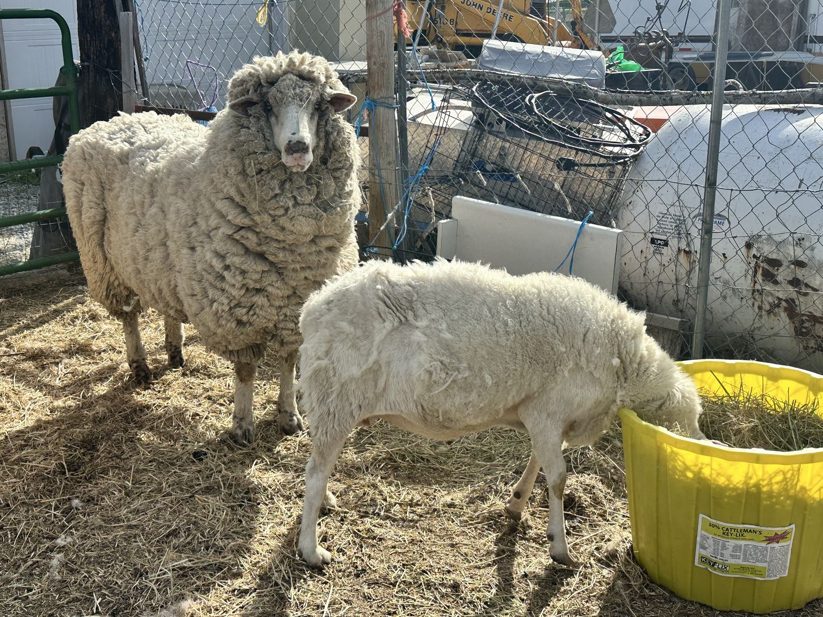 Colombian Ewe Sheep