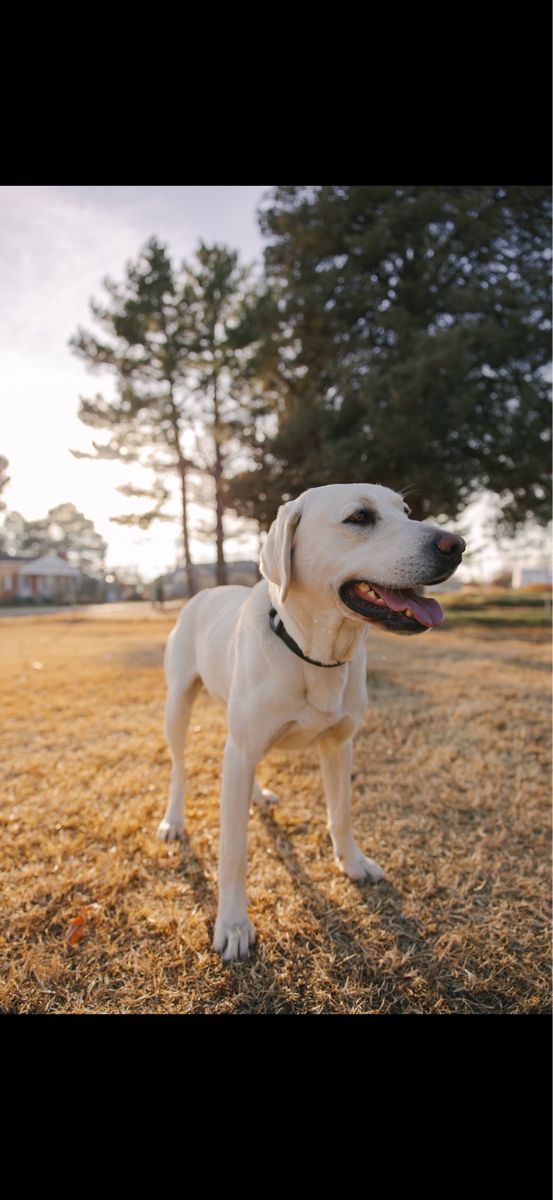 AKC White Labrador Retriever HUNTING companion Looking for a Loving Home White Lab