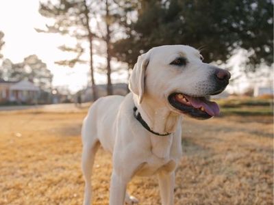 AKC White Labrador Retriever HUNTING companion Looking for a Loving Home White Lab