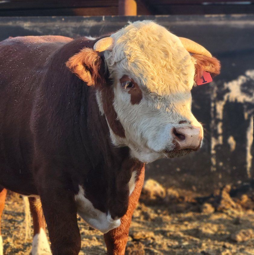 Mini Hereford Bull