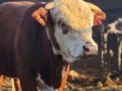 Mini Hereford Bull