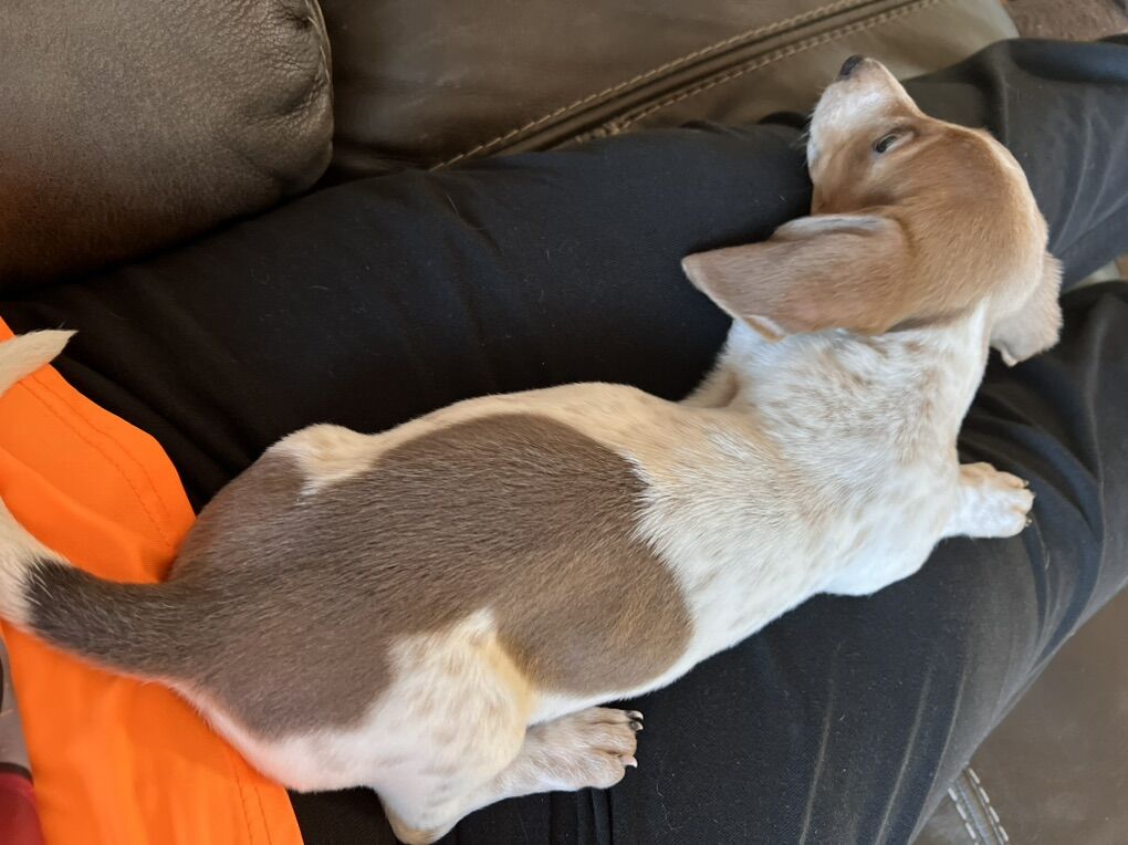 Purebred Miniature Dachshund Puppies