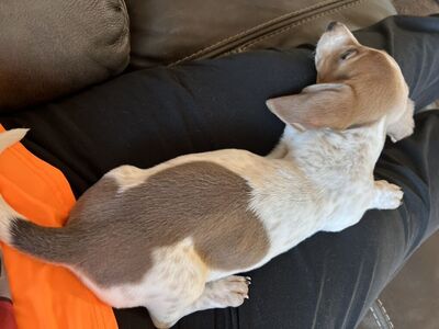 Purebred Miniature Dachshund Puppies