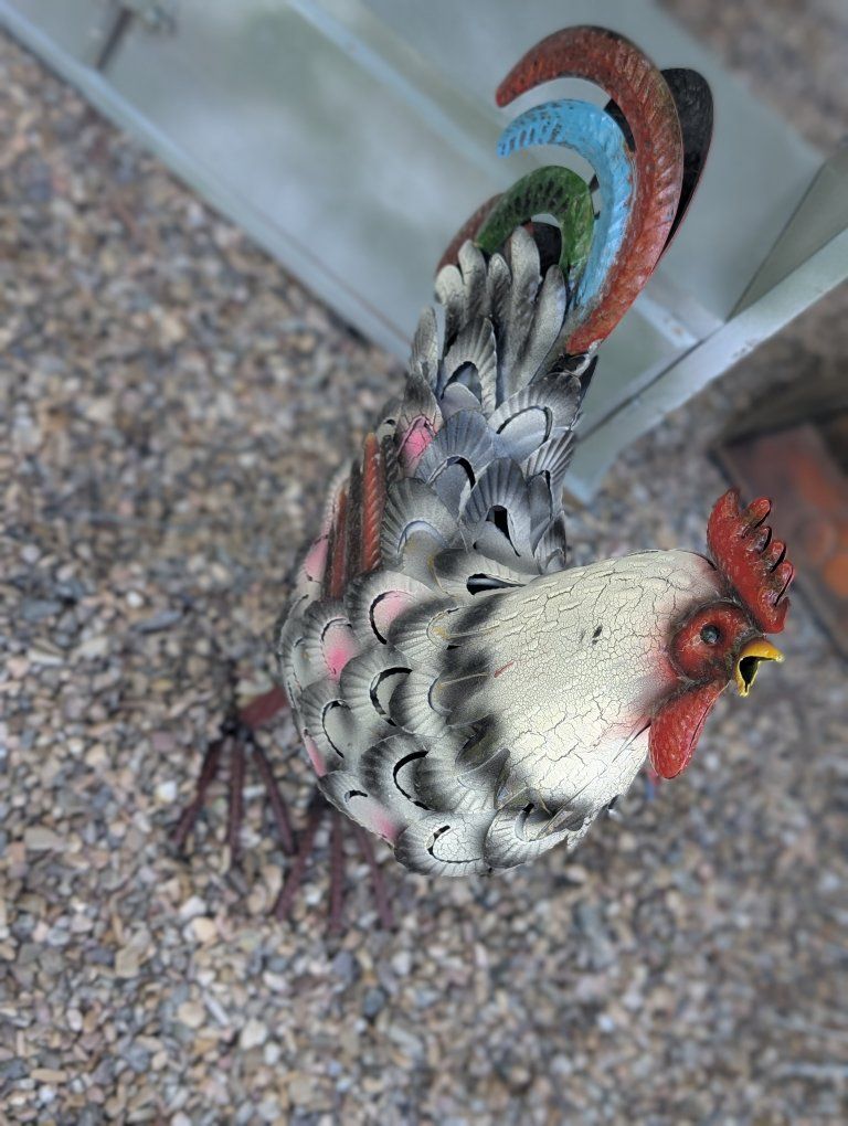 NEW ROOSTER.