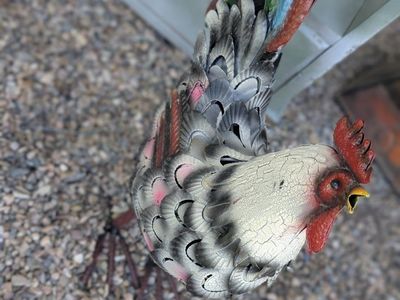 NEW ROOSTER.