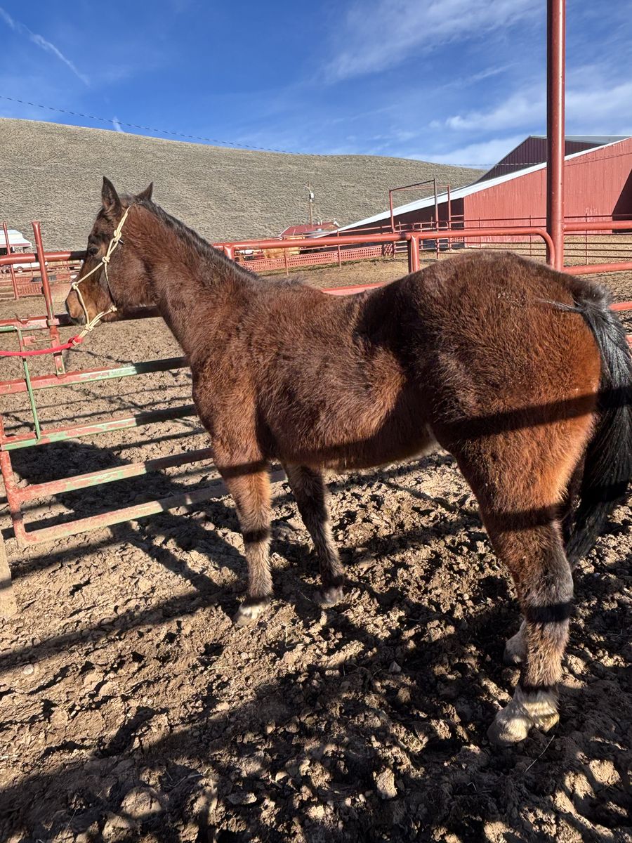 2024 filly athletic build