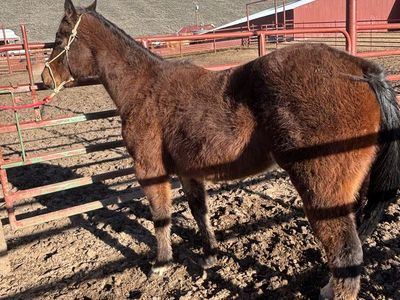 2024 filly athletic build