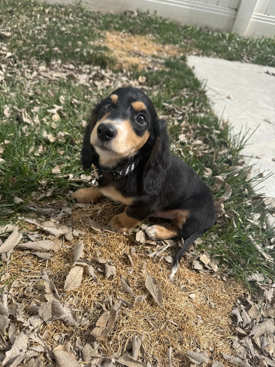 Long Haired Miniature Dachshund
