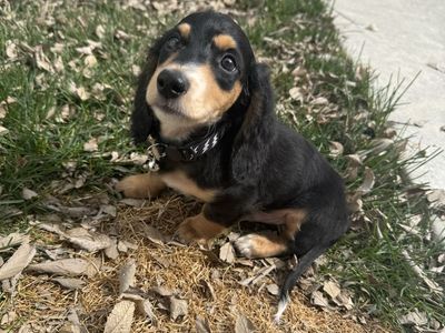 Long Haired Miniature Dachshund