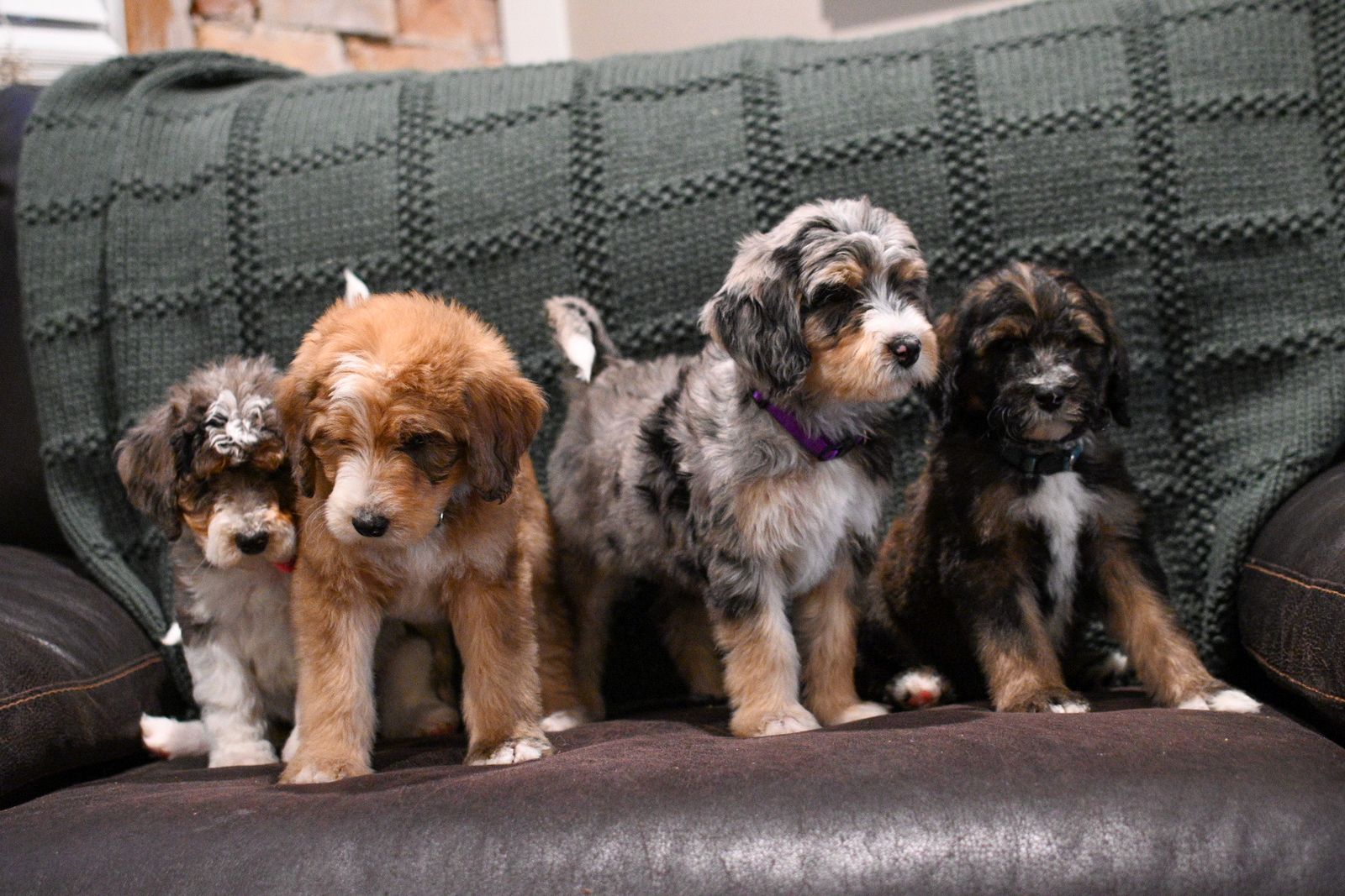 Bernedoodle Puppies ready now
