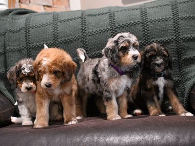 Bernedoodle Puppies ready now