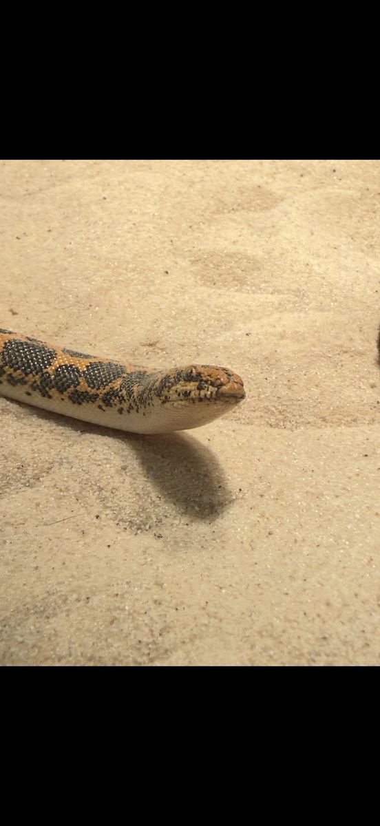 Kenyan Sand Boa