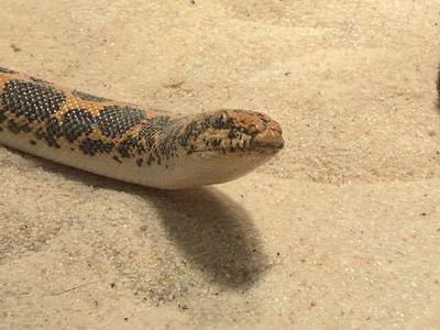 Kenyan Sand Boa