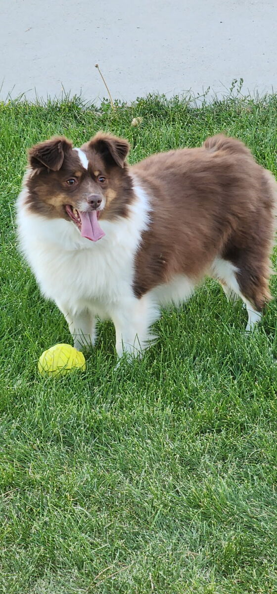 Mini Australian Sheperd