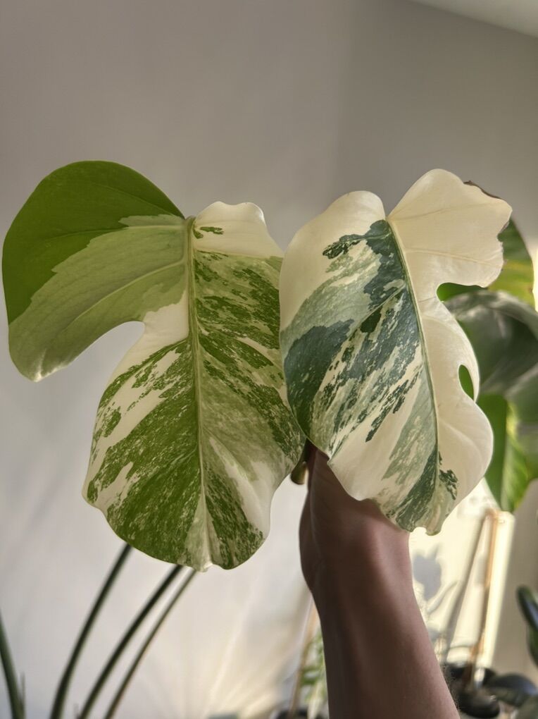Monstera Albo top Clipping