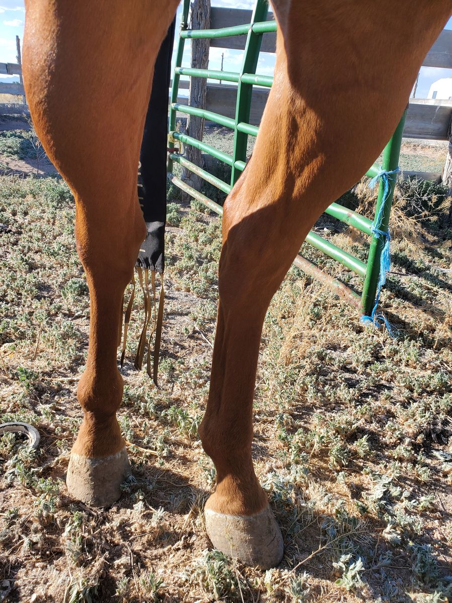 4 year old Grade gelding