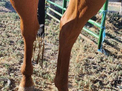 4 year old Grade gelding