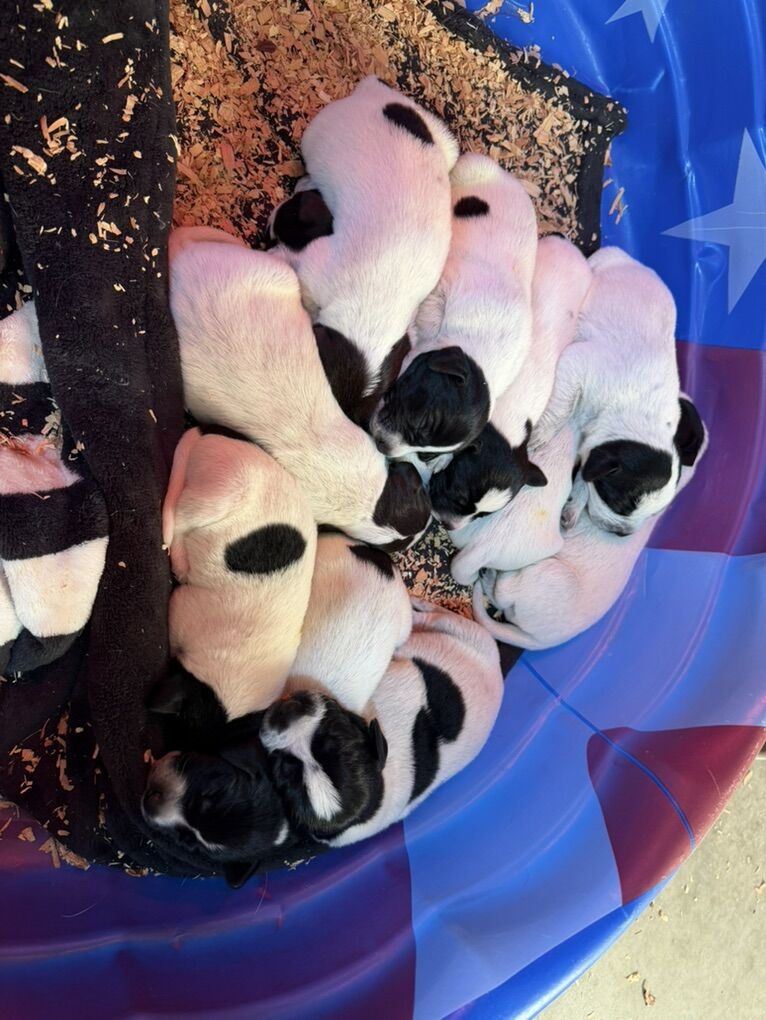 2 Black Roan Males Still Available