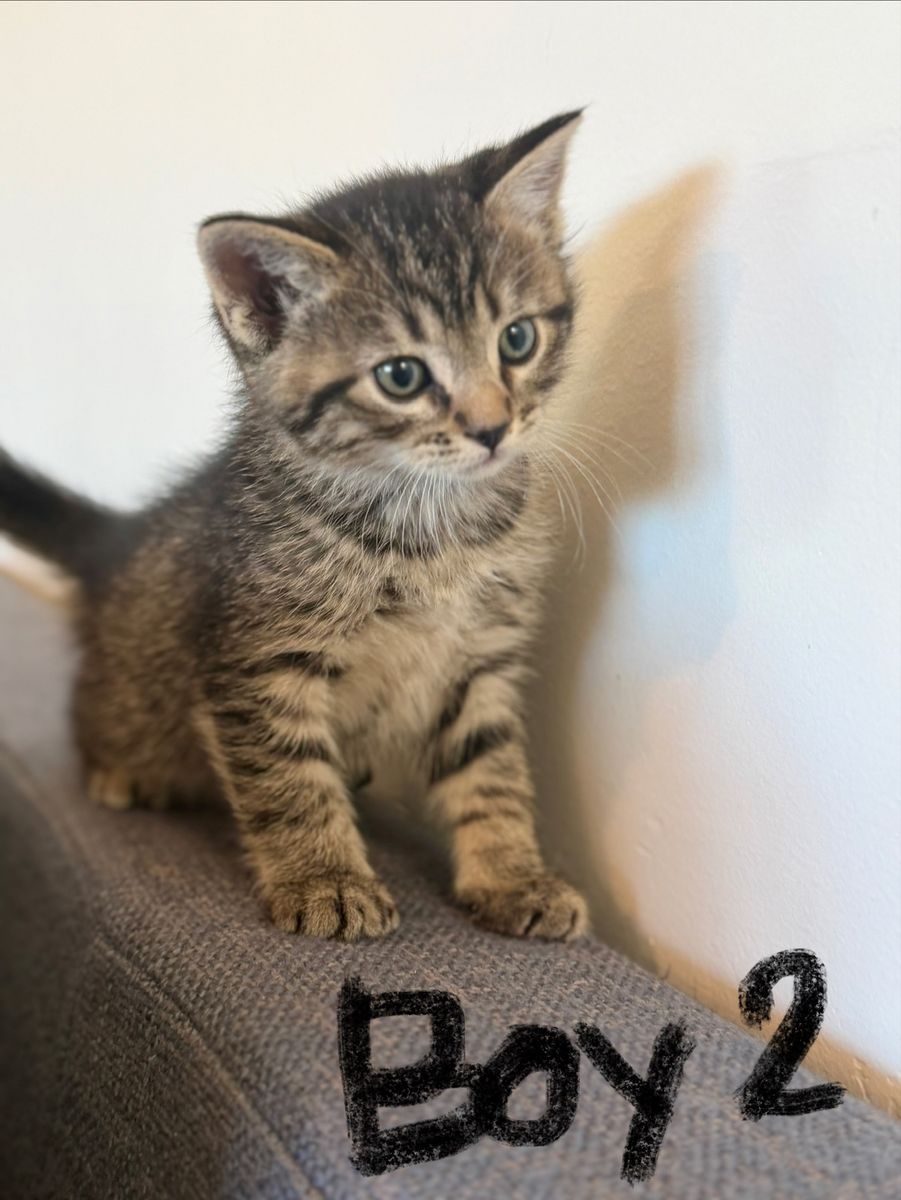 9-Week-Old Kittens