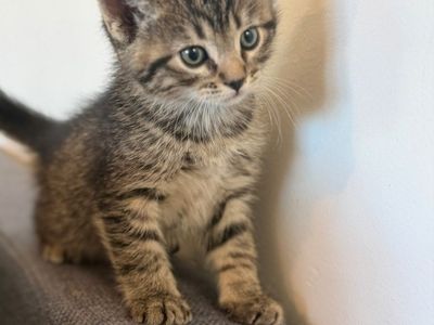 9-Week-Old Kittens