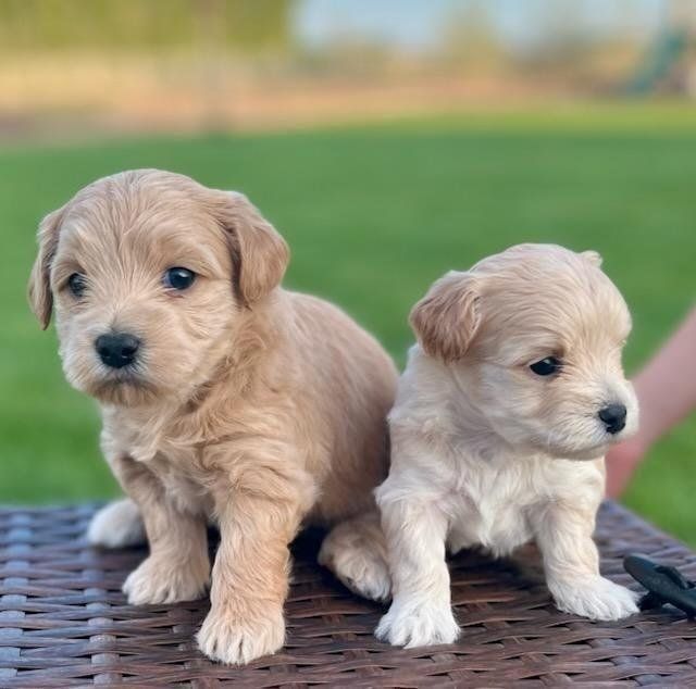 Yochon puppies