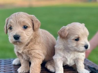 Yochon puppies
