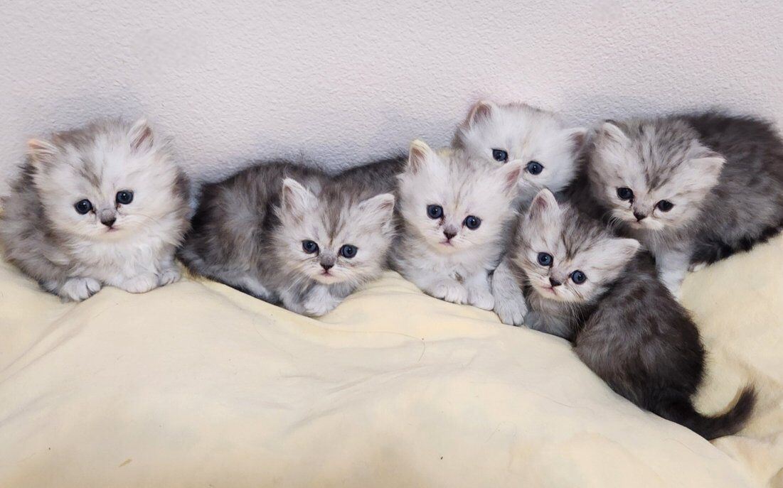 Silver Chinchilla Persian Kittens