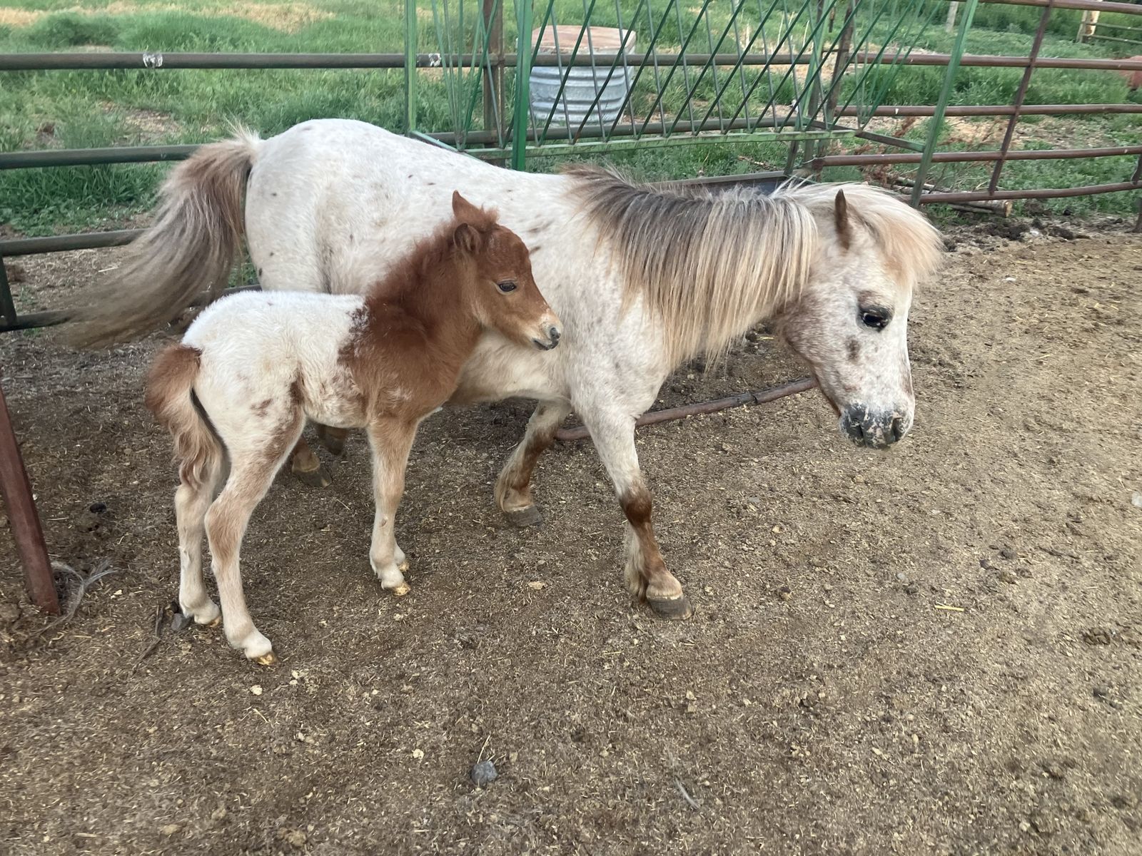 Registered Male mini/miniature appaloosa colt
