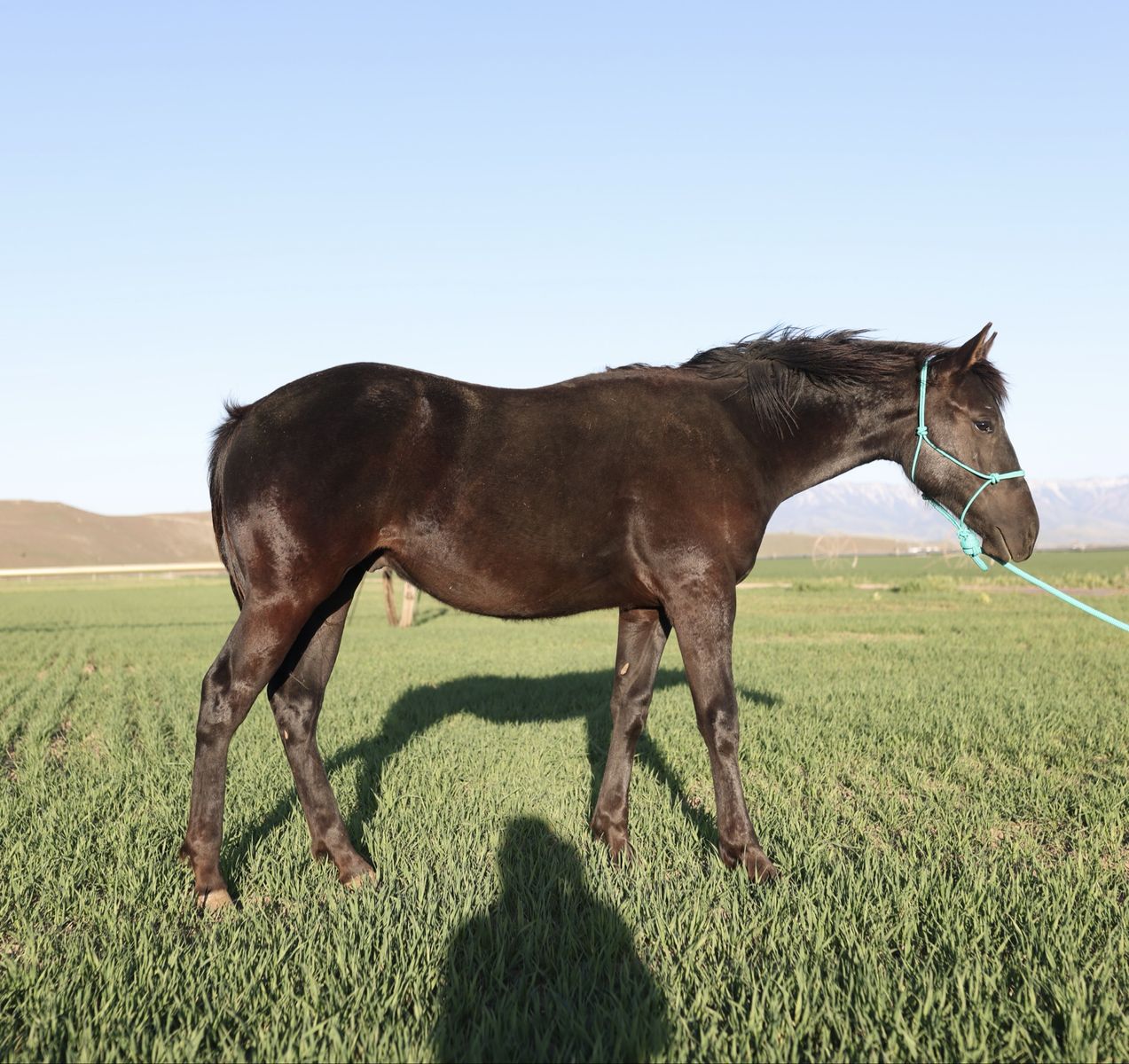 2025 BLACK AQHA COLT